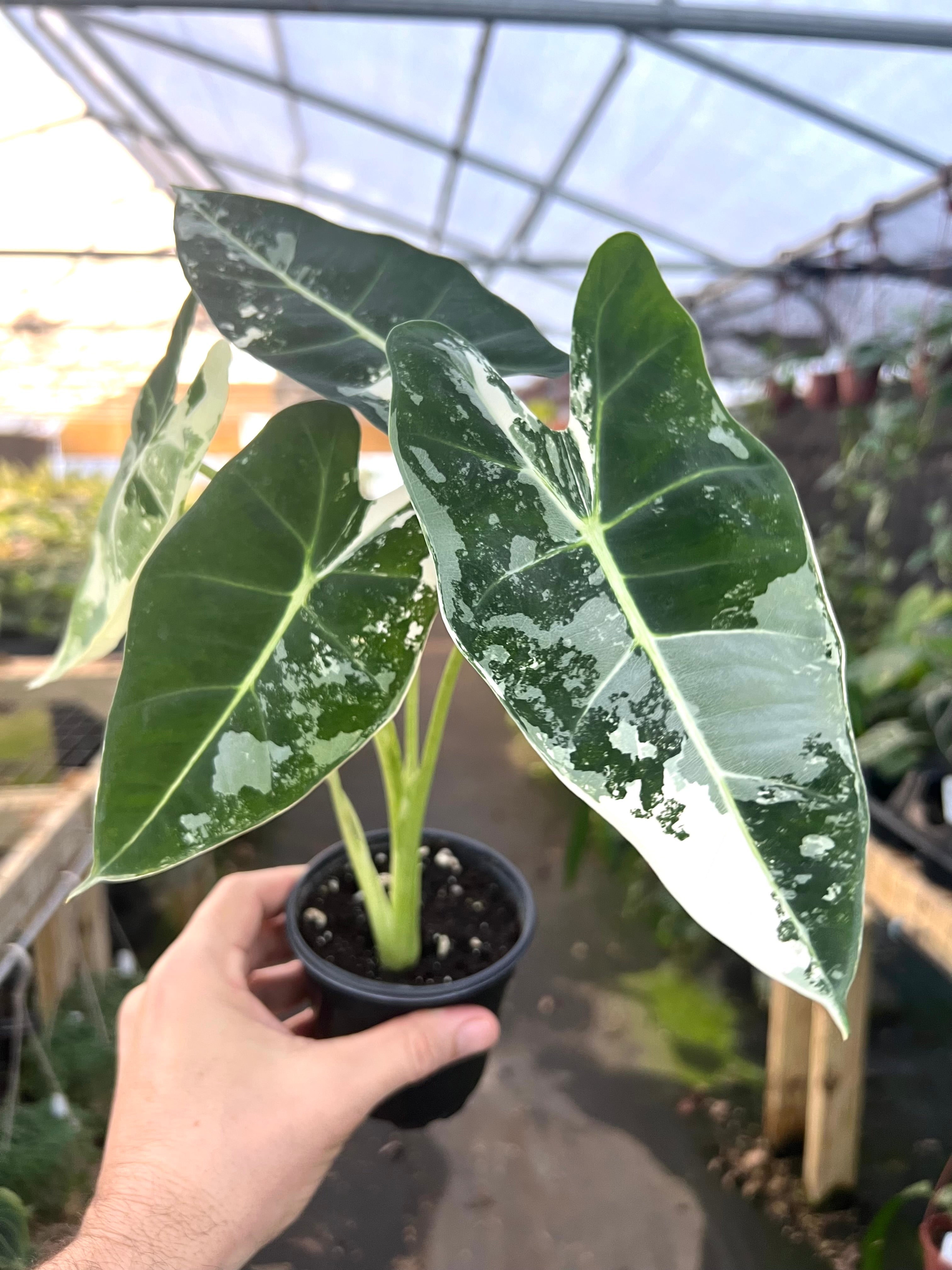 4” Alocasia 'Frydek' variegated